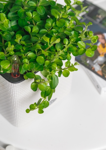 Пеперомия Ротундифолия 12/20 см