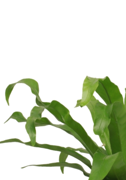 Асплениум Микс 12/25 см в CUBE Color 16