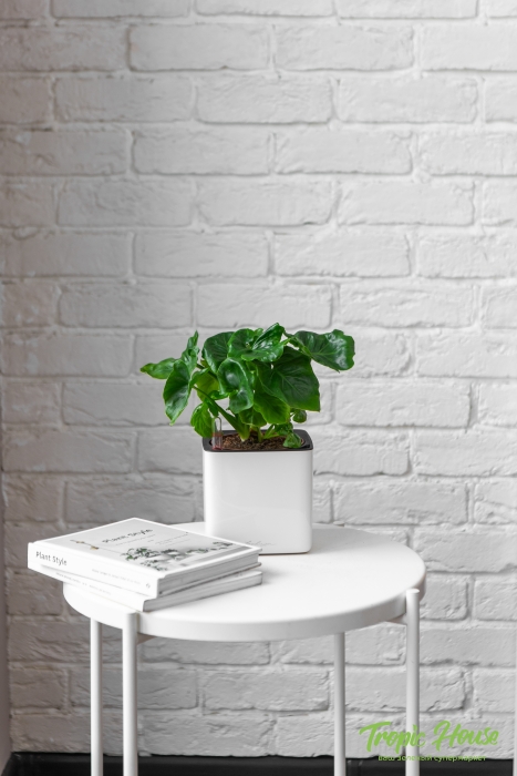 Филодендрон Атом в CUBE GLOSSY 14