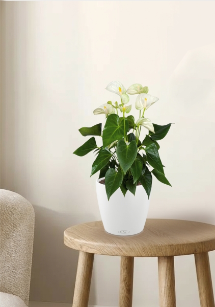 Антуриум Андрианум белый 17/60 см в CLASSICO COLOR 21