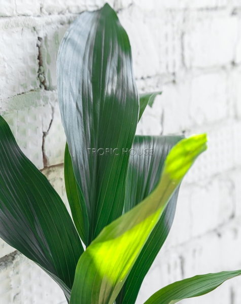 Аспидистра Элатиор 17/70 см