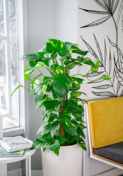 Сциндапсус Ауреум на опоре 27/130 см