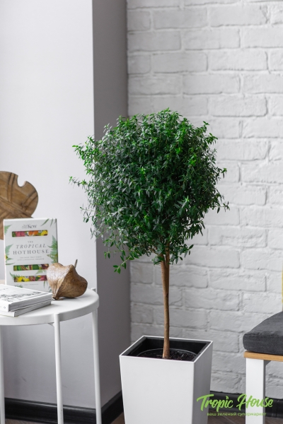 Мирт в CUBICO COLOR 30 Мирт в CUBICO COLOR 30