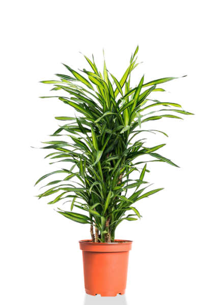 Драцена Рики бранч 27/120 см