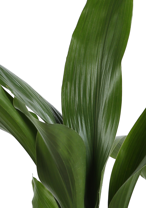 Аспидистра в CANTO Stone high 30