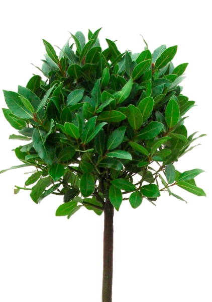 Лавр Нобилис 21/120 в CLASSICO LS 28 Лавр Нобилис 21/120 в CLASSICO LS 28