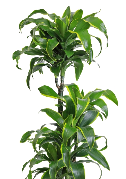 Драцена Дорадо 3 ствола в CARARO 75