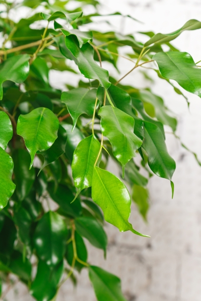 Фикус Экзотика переплетенный 23/130 см