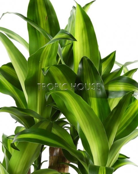 Драцена душистая Массанжеана в CUBICO 30