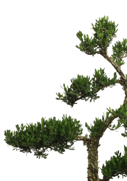 Бонсай Самшит 22/50 см в CLASSICO Color 28