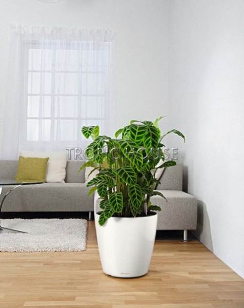 Ролики для CLASSICO 50 | QUADRO 50 | CUBE 40