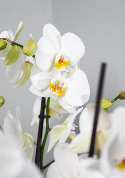 Орхидея Фаленопсис в CUBETO COLOR 30