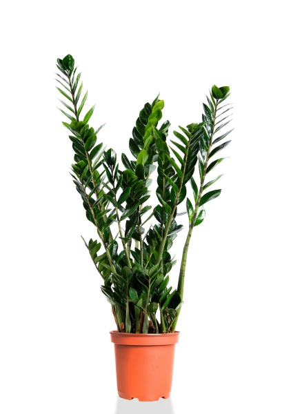 Замиокулькас 21/110 см Замиокулькас 21/110 см