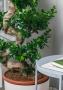 Фикус бонсай в CLASSICO 43