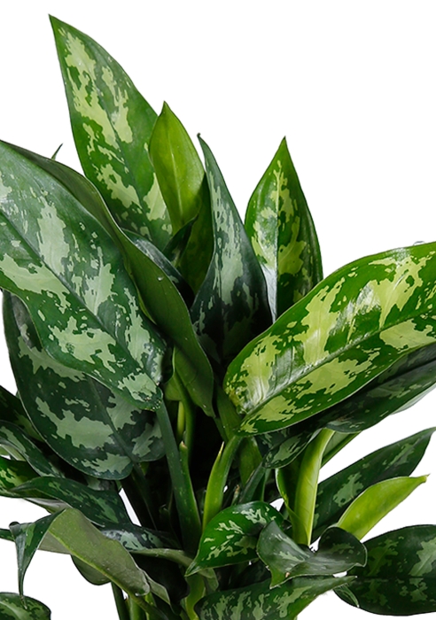 Аглаонема Мария в CANTO STONE 14