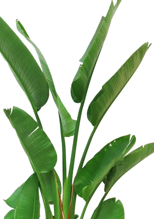 Стрелиция Николай 30/200 см