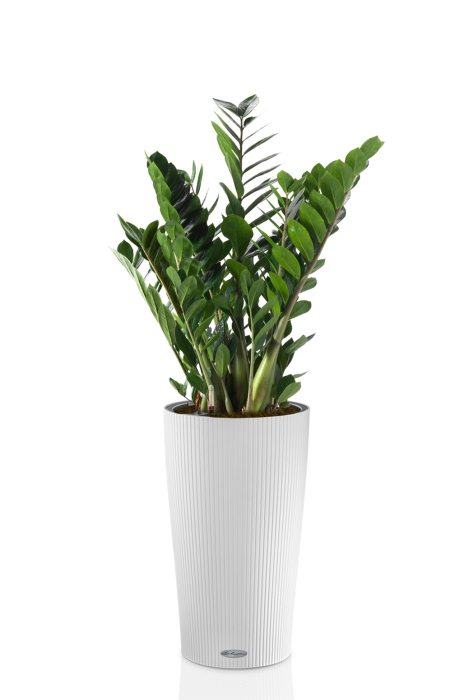 Замиокулькас в CILINDRO 32, белый