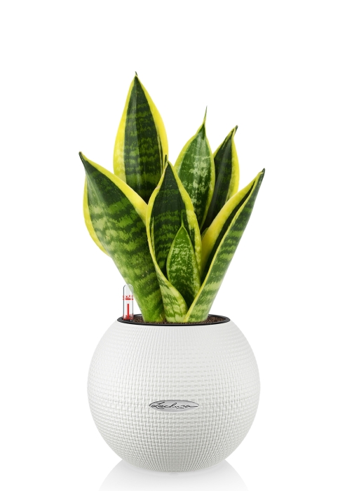 Сансевиерия Футура Суперба в PURO 20, белый