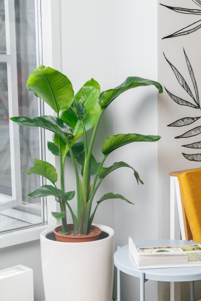 Стрелиция Николай 21/100 см Стрелиция Николай 21/100 см