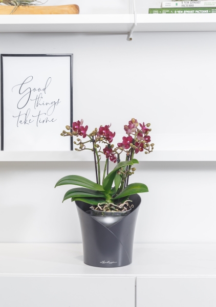 Орхидея Аморе в ORCHIDEA 18 Орхидея Аморе в ORCHIDEA 18