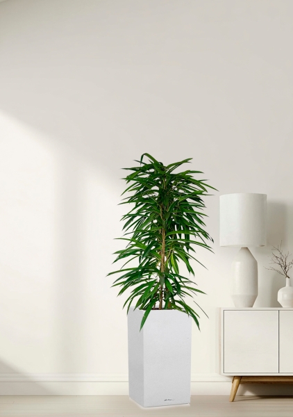 Фикус Али пирамида 24/120 см в CANTO STONE HIGH 30 Фикус Али пирамида 24/120 см в CANTO STONE HIGH 30