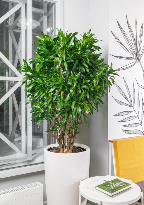 Драцена Песнь Ямайке в RONDO 40 140 см