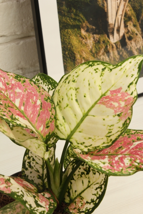 Аглаонема Джаз Ред 12/30 см