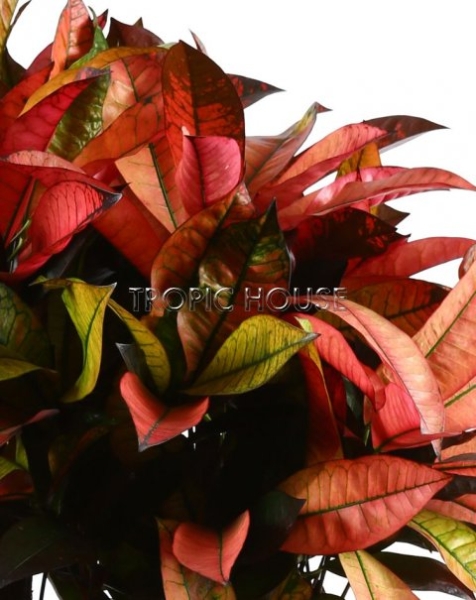 Кротон Мистер Айкетон 31/120 см