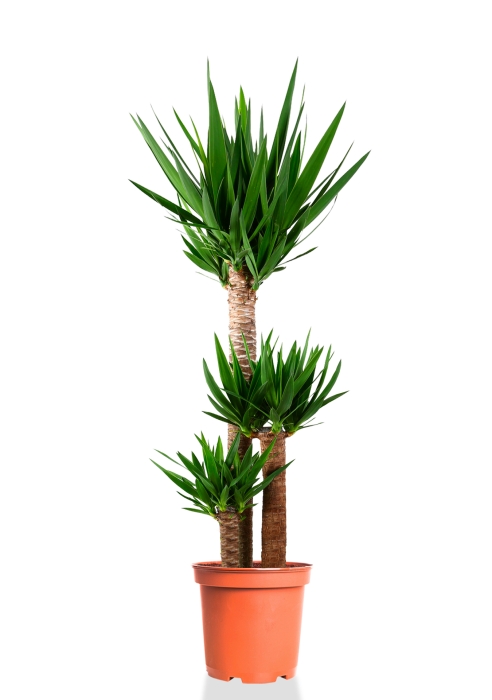 Юкка 3 ствола 24/140 см