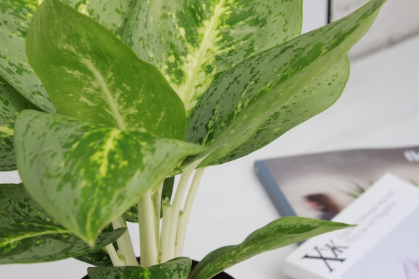 Аглаонема Лемон Минт 12/40 см в CUBE Color 16