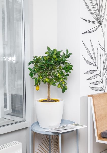 Лаймкват на стволе 22/75 см