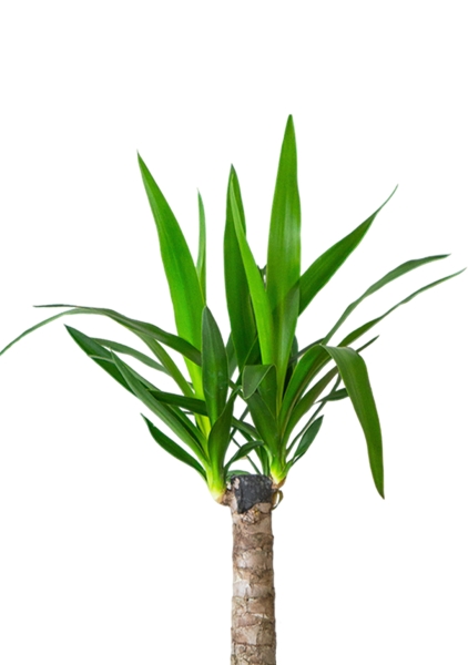 Юкка 1ств 15/60 см в CUBE COLOR 16