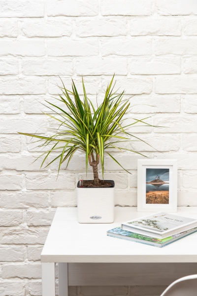 Драцена Маргината Санрей 12/40 см