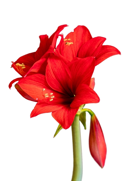 Амариллис луковичный в прополисе, красный Амариллис луковичный в прополисе, красный