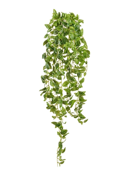 Традесканция бело-зелёная (MDP)