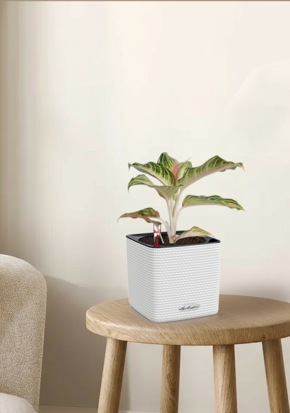 Аглаонема Айкетчер 12/30 см в CUBE Color 14 Аглаонема Айкетчер 12/30 см в CUBE Color 14