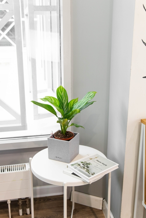 Аглаонема Страйп в CANTO STONE 14