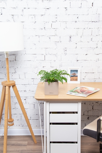 Папоротник Парвати в CANTO STONE 14 Папоротник Парвати в CANTO STONE 14