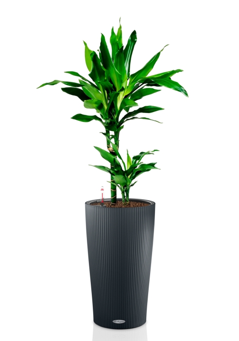 Драцена Джанет Линд 2 ствола 17/70 см в CILINDRO 23, серый