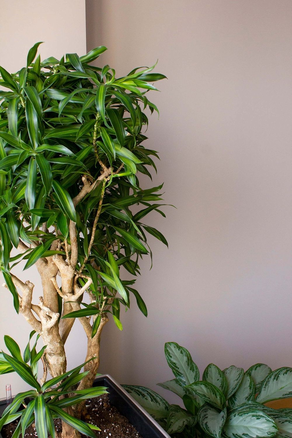 ПетроИнжиниринг