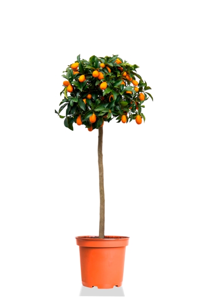 Цитрофортунелла Кумкват на стволе 26/100 см