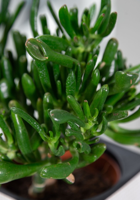 Набор Крассул в CUBE COLOR 14