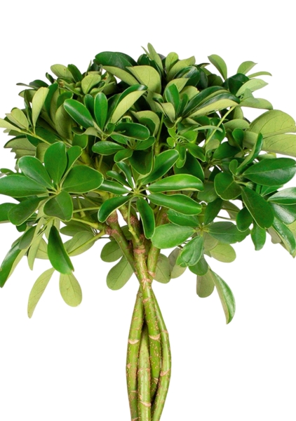 Шеффлера Нора 21/75 см в CUBICO COLOR 30