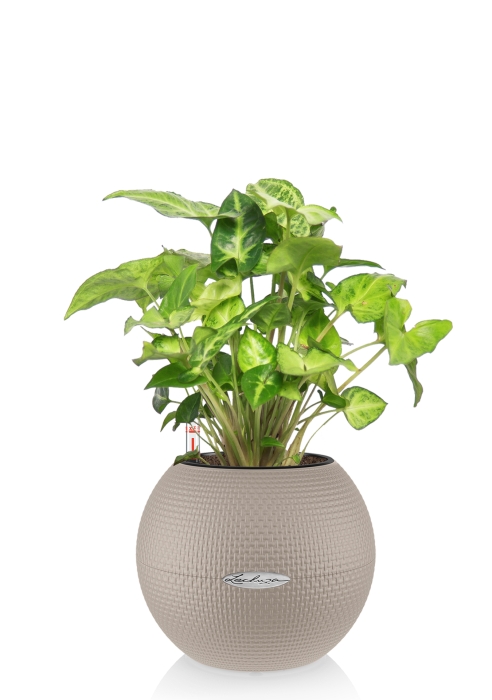 Сингониум в PURO 20, песочный-коричневый