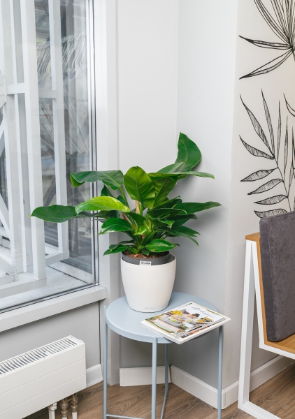 Филодендрон Империал Грин 17/50 см Филодендрон Империал Грин 17/50 см