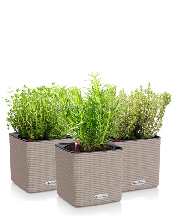 Набор "Пряные травы" CUBE 14/35 см, песочно-коричневый (3 шт.)