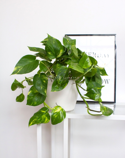 Сциндапсус в CLASSICO COLOR 21 Сциндапсус в CLASSICO COLOR 21