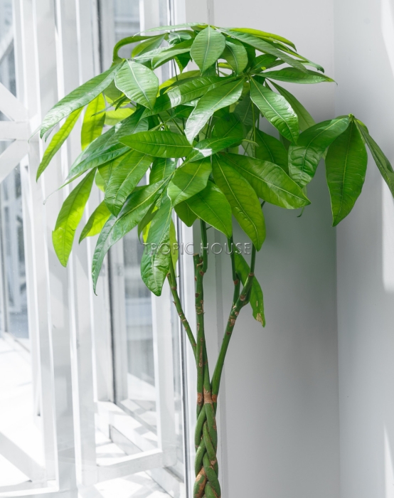 Пахира в CUBICO 30