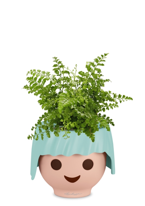 Папоротник Парвати в OJO, голубой