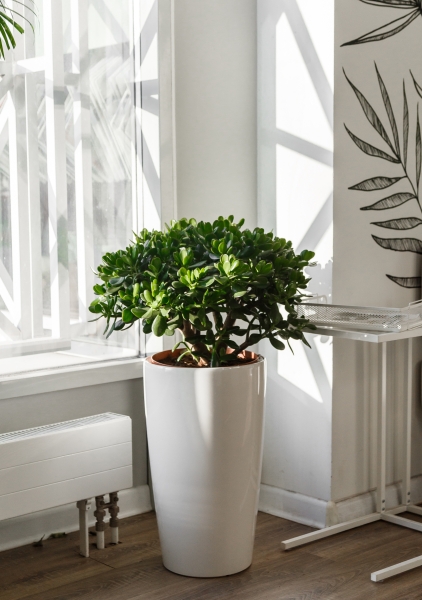 Крассула 32/65 см Крассула 32/65 см